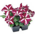 Петунія Танго F1 бургундська зірка (burgundy star) /50 насінин/ *Hem Genetics*