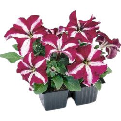 Петунія Танго F1 бургундська зірка (burgundy star) /50 насінин/ *Hem Genetics*