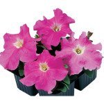 Петунія Танго F1 рожева (rose) /50 насінин (драже)/ *Hem Genetics*