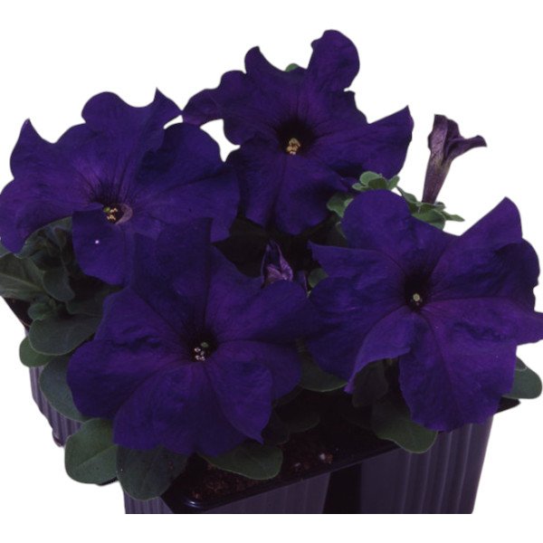 Насіння петунії грандіфлори Танго F1 синя (blue) /50 гранул/ *Hem Genetics*