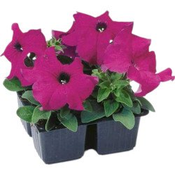 Петунія Танго F1 фіолетова (violet) /50 гранул/ *Hem Genetics*