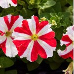 Петуния Танго F1 красная звезда (red star) /50 семян/ *Hem Genetics*