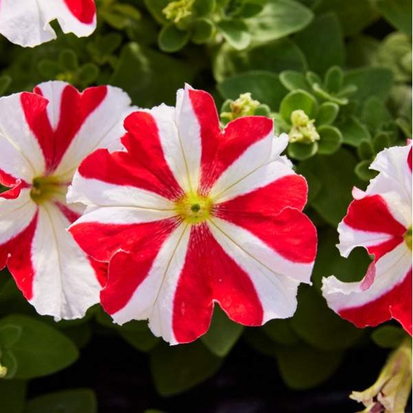 Семена петунии грандифлоры Танго F1 красная звезда (red star) /50 семян/ *Hem Genetics*