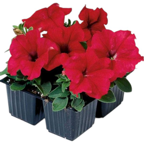 Семена петунии грандифлоры Танго F1 красная (red) /50 гранул/ *Hem Genetics*