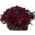 Петуния Ламбада F1 бургунди (burgundy) /50 семян/ *Hem Genetics*