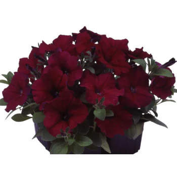 Петуния Ламбада F1 бургунди (burgundy) /50 семян/ *Hem Genetics*