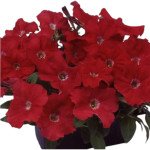 Петунія Ламбада F1 скарлет (scarlet) /50 насінин (драже)/ *Hem Genetics*