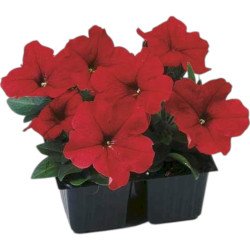 Петуния Ламбада F1 красная (red) /50 семян (драже)/ *Hem Genetics*