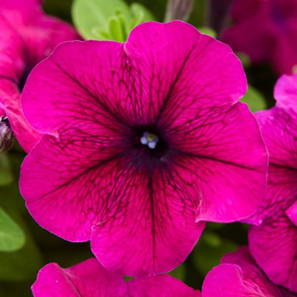 Семена петунии мультифлоры Мамбо F1 бургунди (burgundy) /50 семян/ *Hem Genetics*