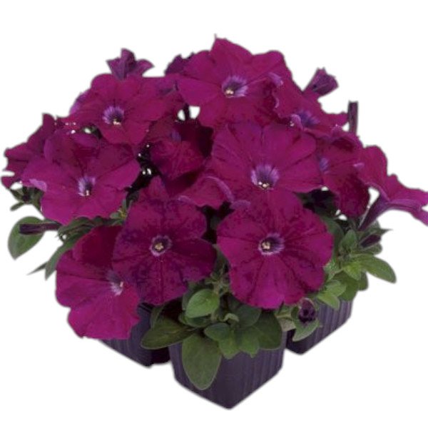 Насіння петунії мультифлори Мамбо F1 пурпурна (purple) /50 насінин (драже)/ *Hem Genetics*