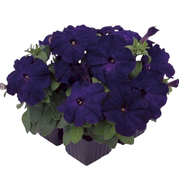 Насіння петунії мультифлори Мамбо F1 синя (blue) /50 насінин (драже)/ *Hem Genetics*