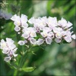 Кермек Фортеця белый /50 шт/ *Pan American*