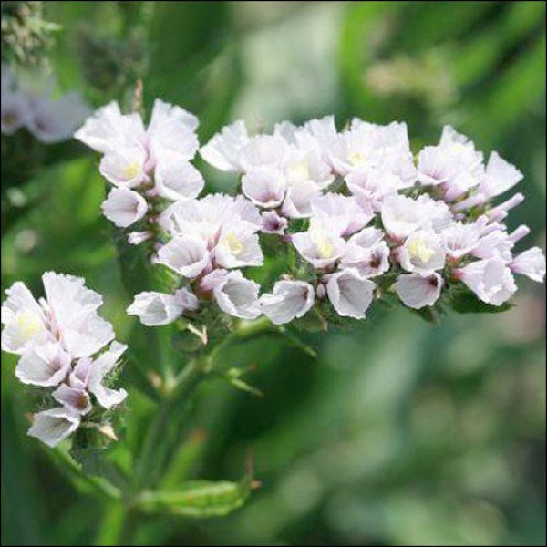 Насіння кермека Фортеця білий /50 шт/ *Pan American*