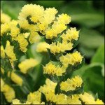 Кермек Фортеця желтый /50 шт/ *Pan American*