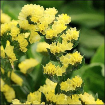 Кермек Фортеця жовтий /50 шт/ *Pan American*