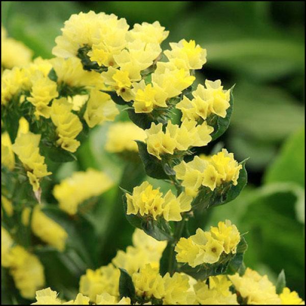 Семена кермека Фортеця желтый /50 шт/ *Pan American*