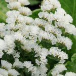 Кермек QIS білий /50 гранул/ *Pan American*