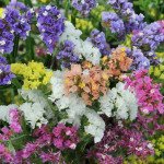 Кермек QIS суміш /50 гранул/ *Pan American*