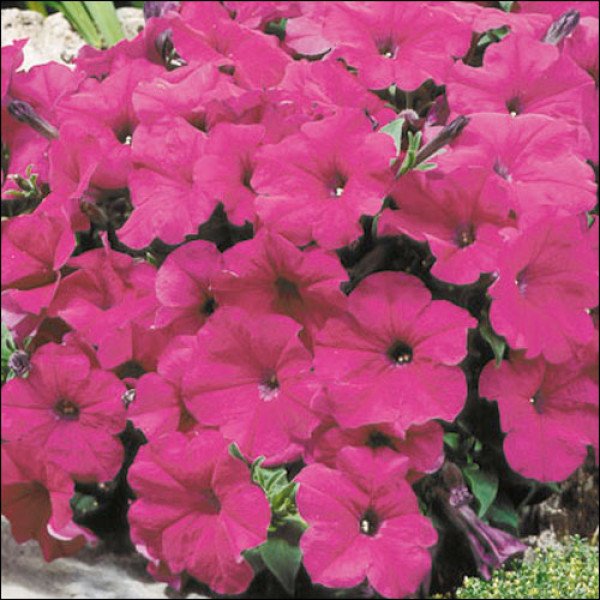 Насіння петунії Ламбада F1 пурпурова (purple) /50 насінин/ *Hem Genetics*