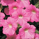 Петунія Вельвет Роузі F1 /50 насінин/ *Cerny*
