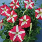 Петунія Белінда F1 /50 насінин/ *Cerny*