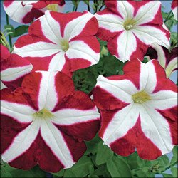 Петуния Кристина F1 /50 семян/ *Cerny*