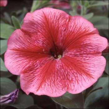 Петуния Ламбада F1 красная с прожилками (red veined) /50 семян (драже)/ *Hem Genetics*