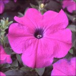 Петунія Ламбада F1 насичено-фіолетова (deep violet) /50 насінин (драже)/ *Hem Genetics*