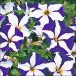 Петунія Ламбада F1 синя зірка (blue star) /50 насінин (драже)/ *Hem Genetics*