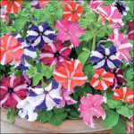 Петуния Ламбада F1 смесь (mixture) /50 семян/ *Hem Genetics*