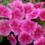 Петуния Мамбо F1 розовая с прожилками (rose veined) /50 семян (драже)/ *Hem Genetics*