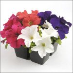 Петунія Мамбо F1 суміш /50 насінин/ *Hem Genetics*