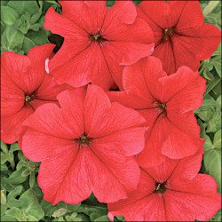 Петунія Ласка F1 /50 насінин/ *Cerny*