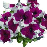 Петуния Лимбо F1 бургунди пикоте (burgundy picotee) /50 семян/ *Hem Genetics*