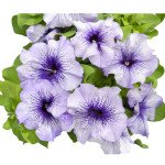 Петунія Лімбо F1 блакитна з прожилками (blue veined) /50 насінин (драже)/ *Hem Genetics*