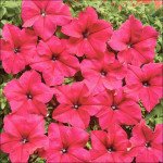Петунія Містрал F1 рожева /50 насінин/ *Cerny*
