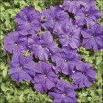 Петуния Мистрал F1 синяя /50 семян/ *Cerny*