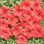 Петунія Містрал F1 яскраво-червона /50 насінин/ *Cerny*