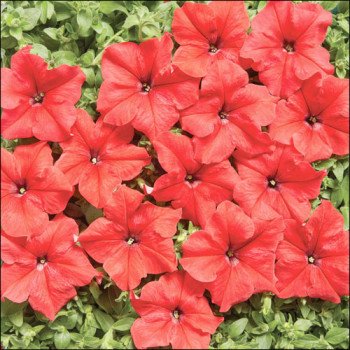 Петуния Мистрал F1 ярко-красная /50 семян/ *Cerny*
