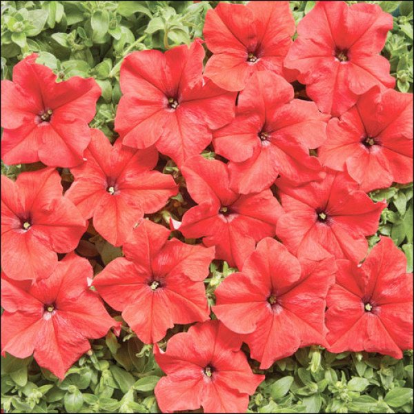 Насіння петунії Містрал F1 яскраво-червона /50 насінин/ *Cerny*