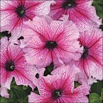 Петунія Снені F1 /50 насінин/ *Cerny*