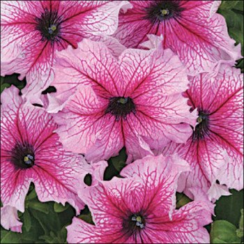 Петунія Снені F1 /50 насінин/ *Cerny*