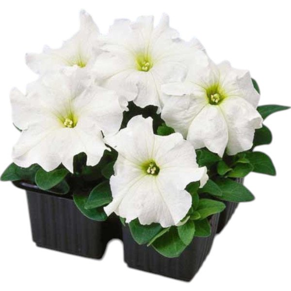 Насіння петунії Танго F1 біла /50 насінин/ *Hem Genetics*