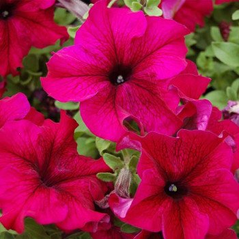 Петунія Танго F1 бургунді (burgundy) /50 насінин/ *Hem Genetics*