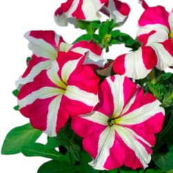 Петунія Танго F1 рожева зірка (rose star) /50 насінин (драже)/ *Hem Genetics*