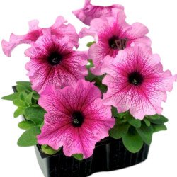 Петуния Танго F1 сливовая (plum) /50 семян/ *Hem Genetics*