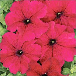 Петуния Тоуга F1 /50 семян/ *Cerny*