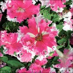 Петуния Каркулка F1 /50 семян/ *Cerny*