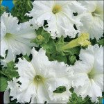 Петуния Крайковый Завой F1 /50 семян/ *Cerny*