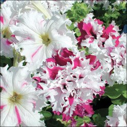 Петуния Поздрав из Яромнерже F1 /50 семян/ *Cerny*